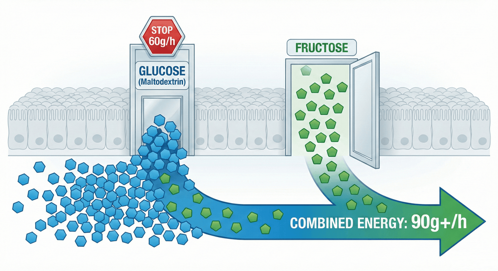 Ratio glucosa fructosa